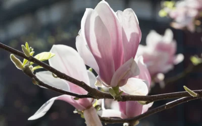 Zmiana w „drugiej połowie” życia- kryzys